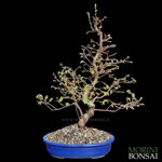 ostrya-carpinifolia-carpino-nero-oc103