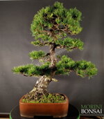 pinus-pentaphylla-pp57