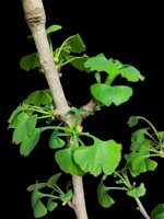 ginkgo-biloba-gb102