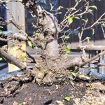 ostrya-carpinifolia-caprino-nero-oc105