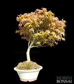 acer-palmatum-varieta-little-princess-ap107