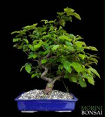 ostrya-carpinifolia-oc101