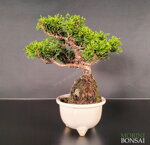 juniperus-itoigawa-gi205