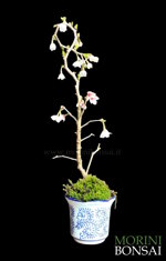 prunus-incisa-kojo-no-mai-pr103