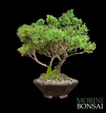 juniperus-itoigawa-gi218