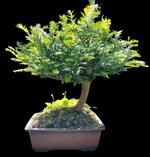 taxus-baccata-tb101