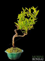 punica-granatum-melograno-pg06