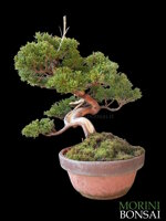 juniperus-itoigawa-gi227