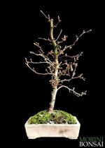 ostrya-carpinifolia-carpino-nero-oc100