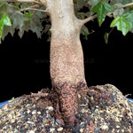 acer-buergerianum-acero-tridente-ab104