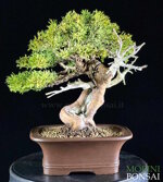 juniperus-itoigawa-gi225