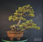 pinus-pentaphylla-pp35