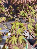 acer-palmatum-ap106