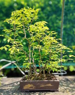 zelkova-serrata-zs006