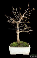 acer-burgerianum-acero-tridente-ab102