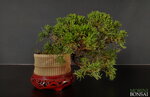 juniperus-itoigawa-gi216