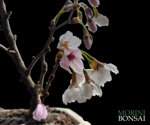 prunus-incisa-kojo-no-mai-pr100