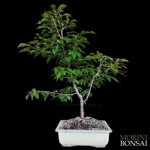 prunus-okame-pr105