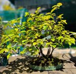 pseudocydonia-sinensis-pc01