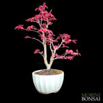 acer-palmatum-varieta-deshojo-ap89