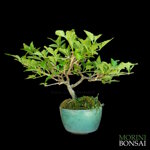 premna-japonica-pj001