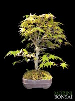 acer-palmatum-yamamomiji-ap51