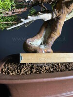 juniperus-itoigawa-gi225