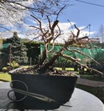 carpinus-orientalis-cor103