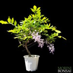 wisteria-floribunda-glicine-giapponese-gl05