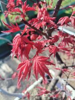 acer-palmatum-deshojo-ap109