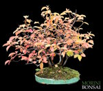 pseudocydonia-sinensis-pc01