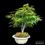 acer-palmatum-varieta-kiyohime-ap102