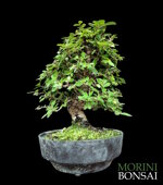 ulmus-parvifolia-up23