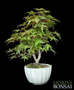 acer-palmatum-varieta-deshojo-ap89