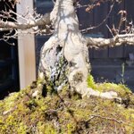 acer-buergerianum-acero-tridente-ab40