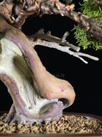 juniperus-itoigawa-gi225