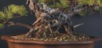 pinus-pentaphylla-pp35