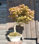 acer-palmatum-varieta-little-princess-ap107