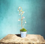 prunus-incisa-kojo-no-mai-pr103