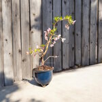 prunus-incisa-kojo-no-mai-pr102