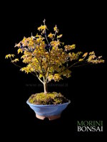 acer-palmatum-varieta-kiyohime-ap104