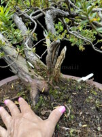 taxus-cuspidata-tasso-del-giappone-tc04