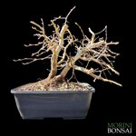 carpinus-orientalis-cor103