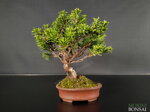 juniperus-itoigawa-gi143