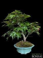acer-palmatum-ap103