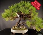 pinus-thunbergii-pt25