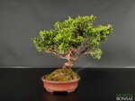 juniperus-itoigawa-gi143