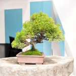 juniperus-itoigawa-gi149