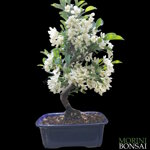 malus-sergentii-mal005