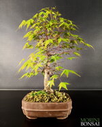 acer-palmatum-yamamomiji-ap51